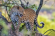Leopard (wild)