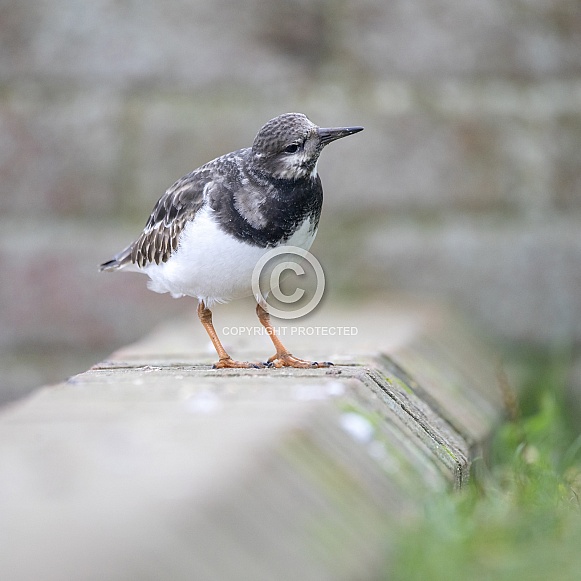 Turnstone