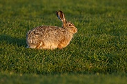 Hare