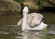 Pink-backed Pelican Fishing