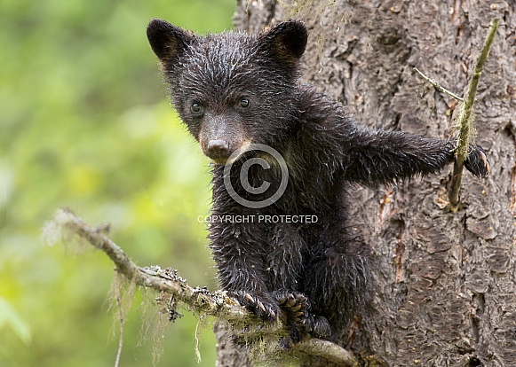 Black bear cub