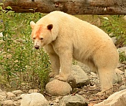 White Kermode Spirit Bear