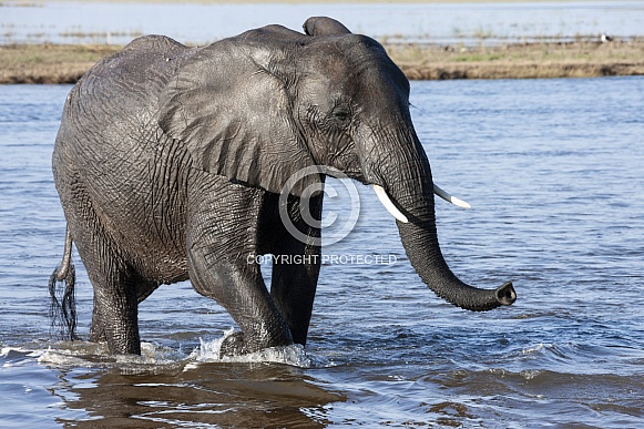 African Elephant (Loxodonta africana) African Elephant (Loxodonta africana)