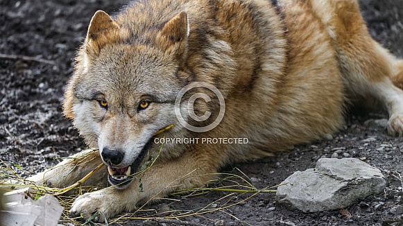 Wolf lying down