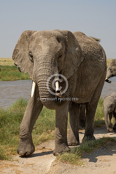 Large elephant walking by the water Large elephant walking by the water