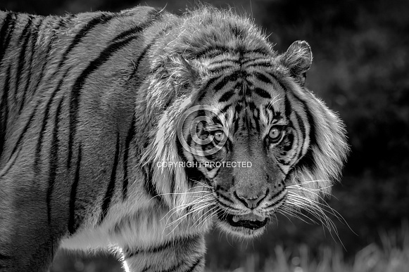Sumatran Tiger