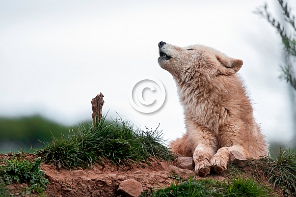 Arctic Wolf Lying Down Howling