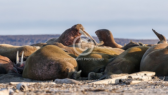 Walrus and Warluses Walrus and Warluses