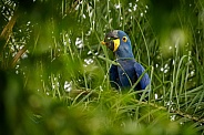 Hyacinth macaw in the nature habitat