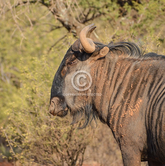 Blue Wildebeest