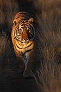Tiger walk2