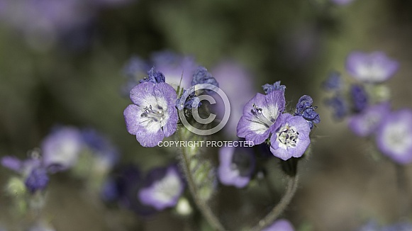 Jacob's Ladder Macro Garden Wildflowers in Alaska