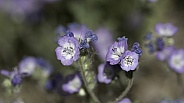 Jacob's Ladder Macro Garden Wildflowers in Alaska