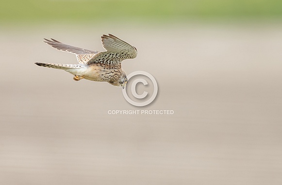 The common Kestrel