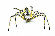 Female adult black and yellow garden spider, golden garden spider, writing, corn, or McKinley orbweaver or orb weaver spider - Argiope aurantia - isolated on white background front face view