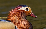 Male Mandarin Duck