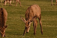 Red Deer