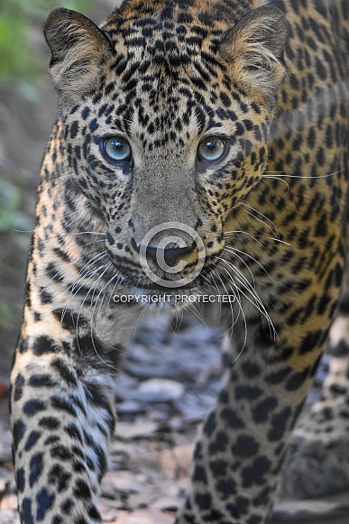 African leopard cub