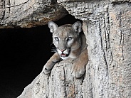 Mountain Lion