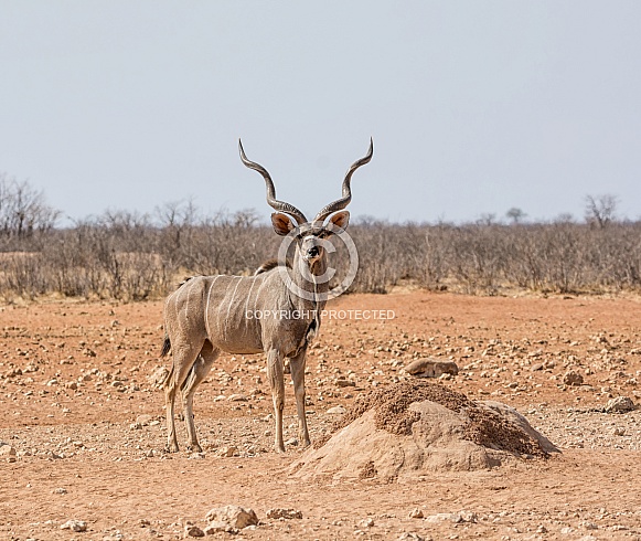 Male Kudu Antelope