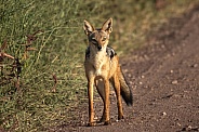 Black backed jackal on the road
