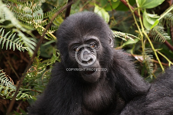 Baby Mountain Gorilla (wild)