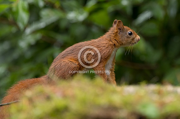 Red Squirrel