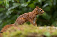 Red Squirrel