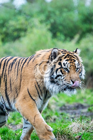 Sumatran Tiger