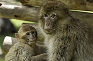 Barbary Macaque Mother and Baby