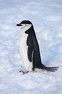 Chinstrap Penguin - Antarctica
