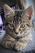 Kitten with big eyes.