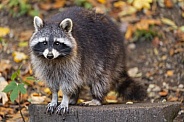 Raccoon posing