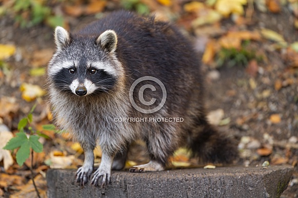 Raccoon posing
