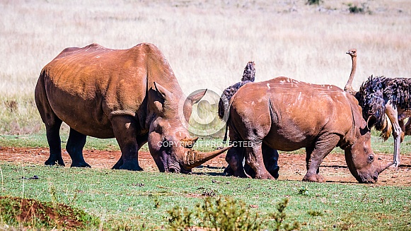 Rhino