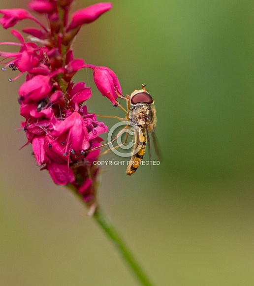 Hoverfly