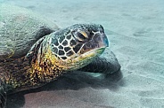 Hawaiian Green Sea Turtle resting on sand