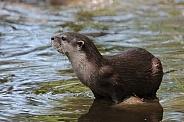 Asian small-clawed otter (Aonyx cinereus)
