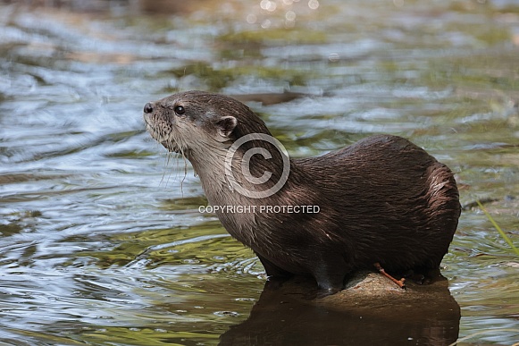 Asian small-clawed otter (Aonyx cinereus) Asian small-clawed otter (Aonyx cinereus)