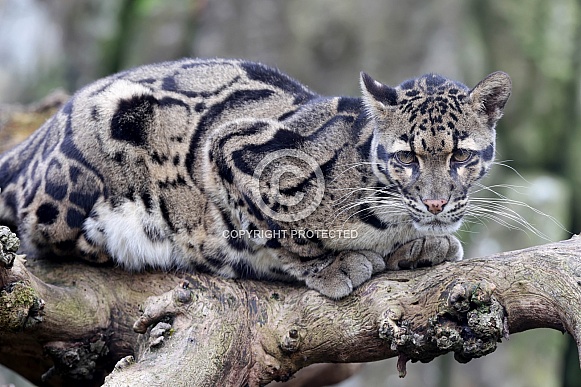 Clouded leopard (Neofelis nebulosa)