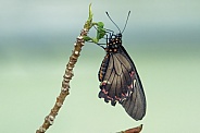 Butterfly * Please add species of butterfly