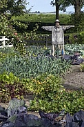 Scarecrow in a vegetable patch