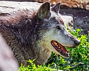 Portrait of a gray timberwolf