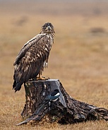 White tailed eagle or European Eagle