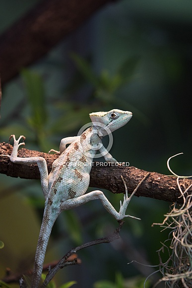 conehead lizard