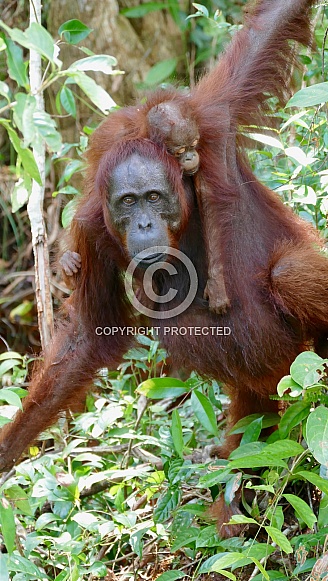 Wild mother and baby Orangutans Wild mother and baby Orangutans