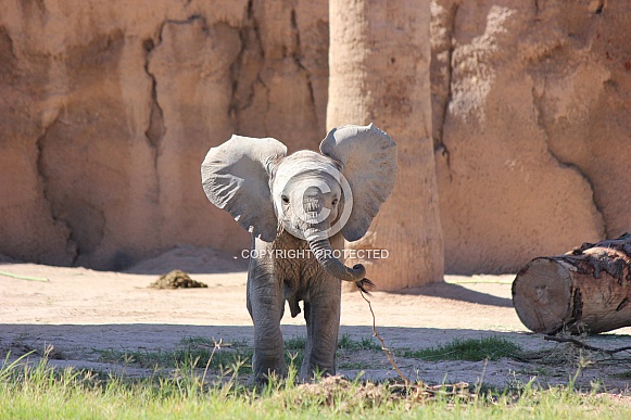 African Elephant Calf
