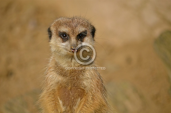 Meerkat