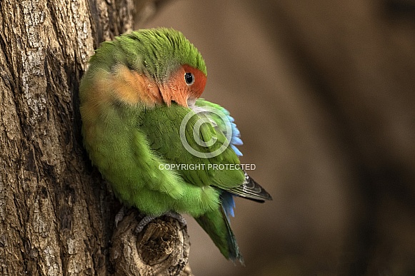 Love Bird Perched On Tree Asleep Love Bird Perched On Tree Asleep