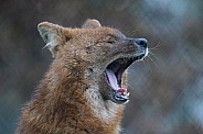 Dhole